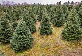Climate change affecting Christmas tree farms across Canada, expert say