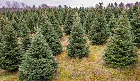 Climate change affecting Christmas tree farms across Canada, expert say
